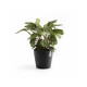 Γλάστρα Ecopots Amsterdam 30*26.3 Μαύρη Γλάστρα Ecopots Amsterdam 30*26.3 Μαύρη
