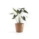 Γλάστρα Ecopots Amsterdam 30*26.3 Terracota Γλάστρα Ecopots Amsterdam 30*26.3 Terracota
