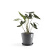 Γλάστρα Ecopots Amsterdam 30*26.3 Γκρί Γλάστρα Ecopots Amsterdam 30*26.3 Γκρί