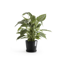 Γλάστρα Ecopots Amsterdam 20*17.1 Μαύρη