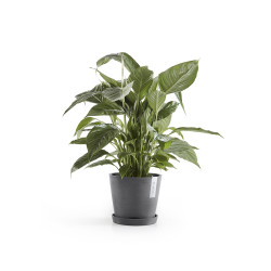 Γλάστρα Ecopots Amsterdam 20*17.1 Γκρί