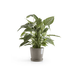 Γλάστρα Ecopots Amsterdam 20*17.1 Taupe