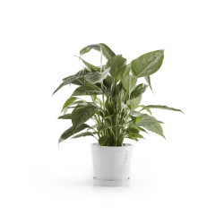 Γλάστρα Ecopots Amsterdam 20*17.1 Λευκή