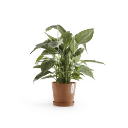 Γλάστρα Ecopots Amsterdam 20*17.1 Terracota
