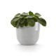 Γλάστρα Ecopots Oslo 25*21.8 Ανοιχτό Γκρί Γλάστρα Ecopots Oslo 25*21.8 Ανοιχτό Γκρί