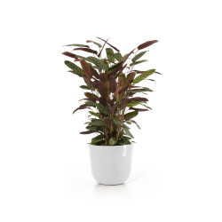 Γλάστρα Ecopots Oslo 35*30.5  Λευκή 
