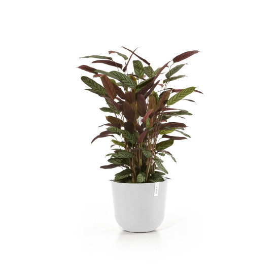 Γλάστρα Ecopots Oslo 35*30.5 Λευκή Γλάστρα Ecopots Oslo 35*30.5 Λευκή
