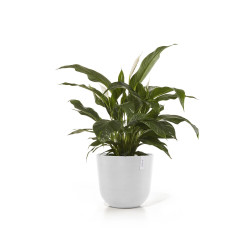 Γλάστρα Ecopots Oslo 45 *39.4 Λευκή 