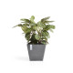 Γλάστρα Ecopots Rotterdam 50*50*43.5 Γρκί Γλάστρα Ecopots Rotterdam 50*50*43.5 Γρκί
