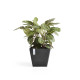 Γλάστρα Ecopots Rotterdam 50*50*43*5 Μαύρη Γλάστρα Ecopots Rotterdam 50*50*43*5 Μαύρη
