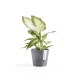 Γλάστρα Ecopots Amsterdam Mini 10.5*9.2 Γκρί Γλάστρα Ecopots Amsterdam Mini 10.5*9.2 Γκρί