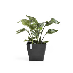 ΓλάστραEcopots Rotterdam 29.5*29.5*26.5 Μαύρη 