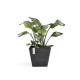 ΓλάστραEcopots Rotterdam 29.5*29.5*26.5 Μαύρη ΓλάστραEcopots Rotterdam 29.5*29.5*26.5 Μαύρη