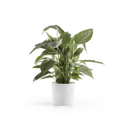 Γλάστρα Ecopots Amsterdam 20*17.5 Λευκή 