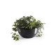 Γλάστρα Ecopots Brussels 25*12 Μαύρη Γλάστρα Ecopots Brussels 25*12 Μαύρη